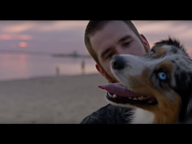 Descubriendo el mito: &iquest;los perros huelen el miedo?