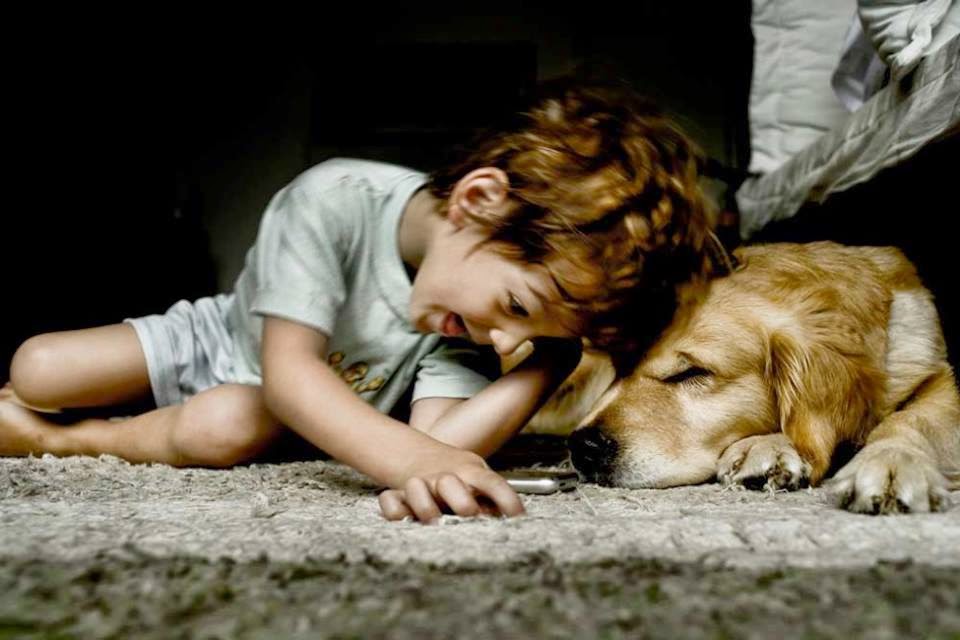 Reflexi&oacute;n: &iquest;Por qu&eacute; los Perros viven menos tiempo que las personas?