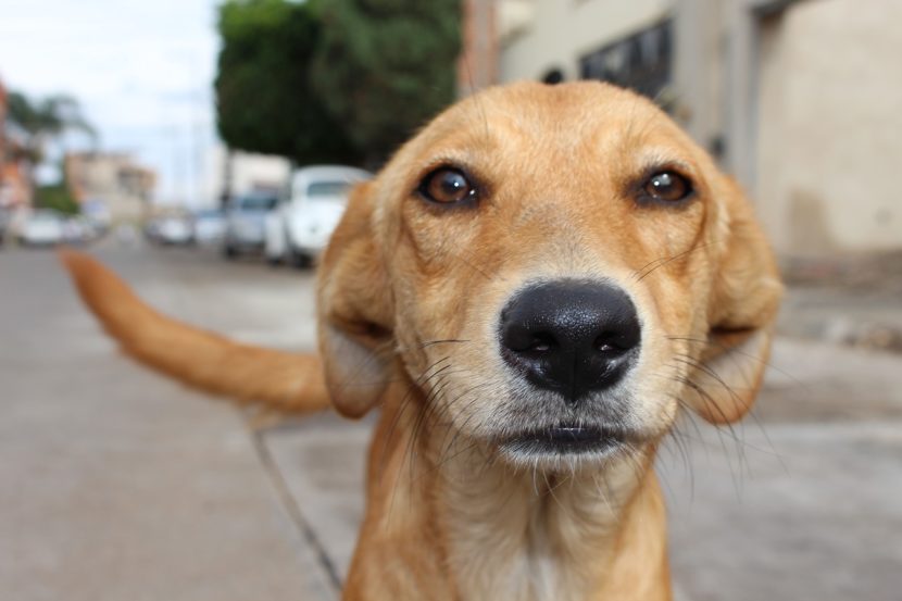 Este es el brutal plan para eliminar a animales callejeros de Egipto