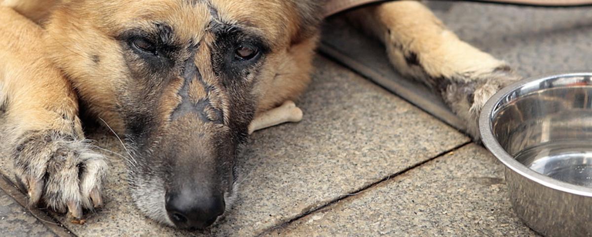 The FBI Now Considers Animal Abuse a Class A Felony