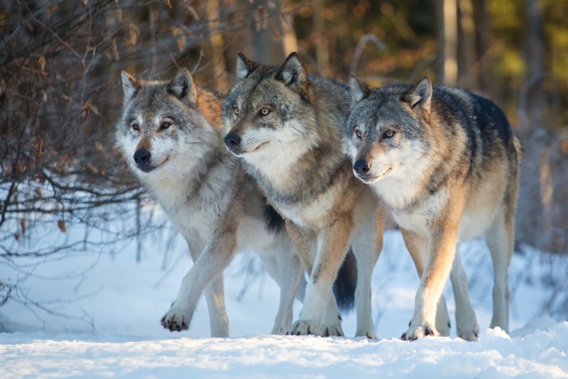 Noruega ordena matar a los lobos de ese pa&iacute;s