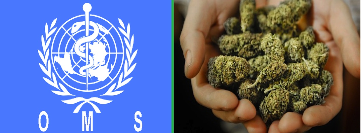 OMS bajo amenaza de farmac&eacute;uticas por Cannabis Medicinal