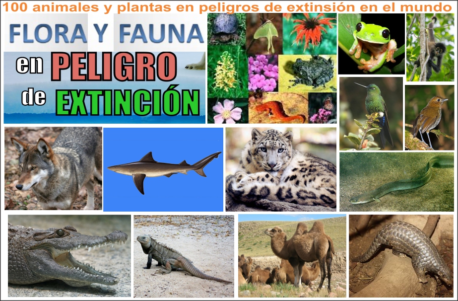 100 animales y plantas en peligro de extinci&oacute;n en el mundo