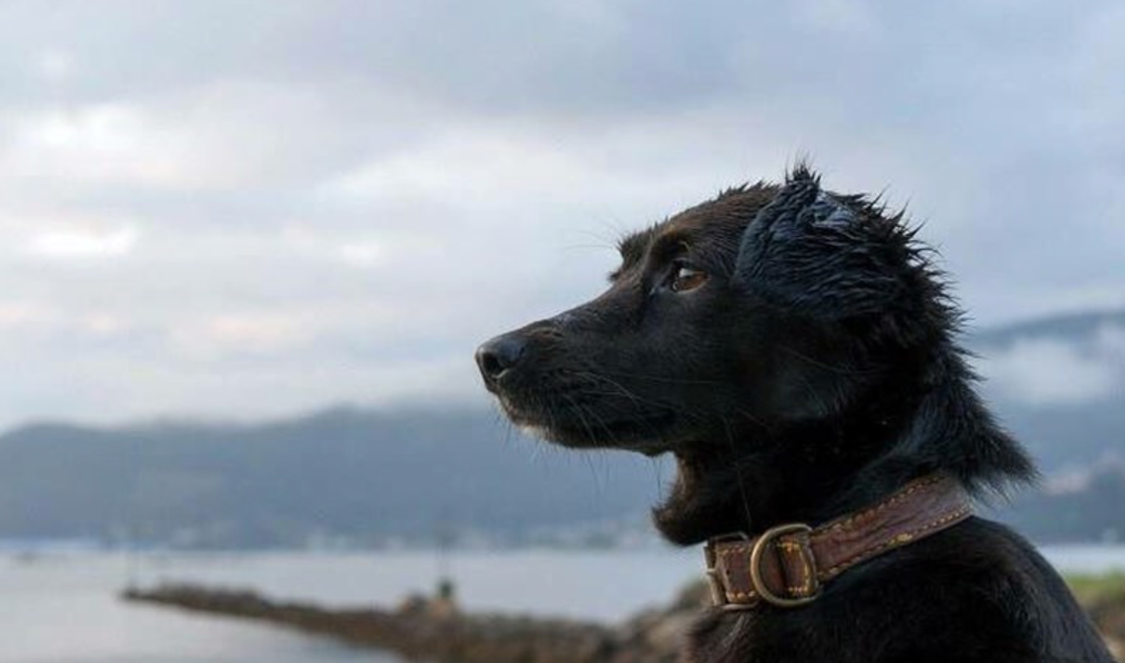 Comando: el perrito que esper&oacute; fielmente el regreso del ARA San Juan
