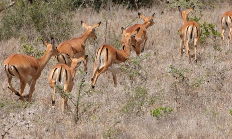 Evidencia confirma que los animales s&iacute; presienten los temblores