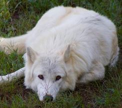 Curiosidades del lobo