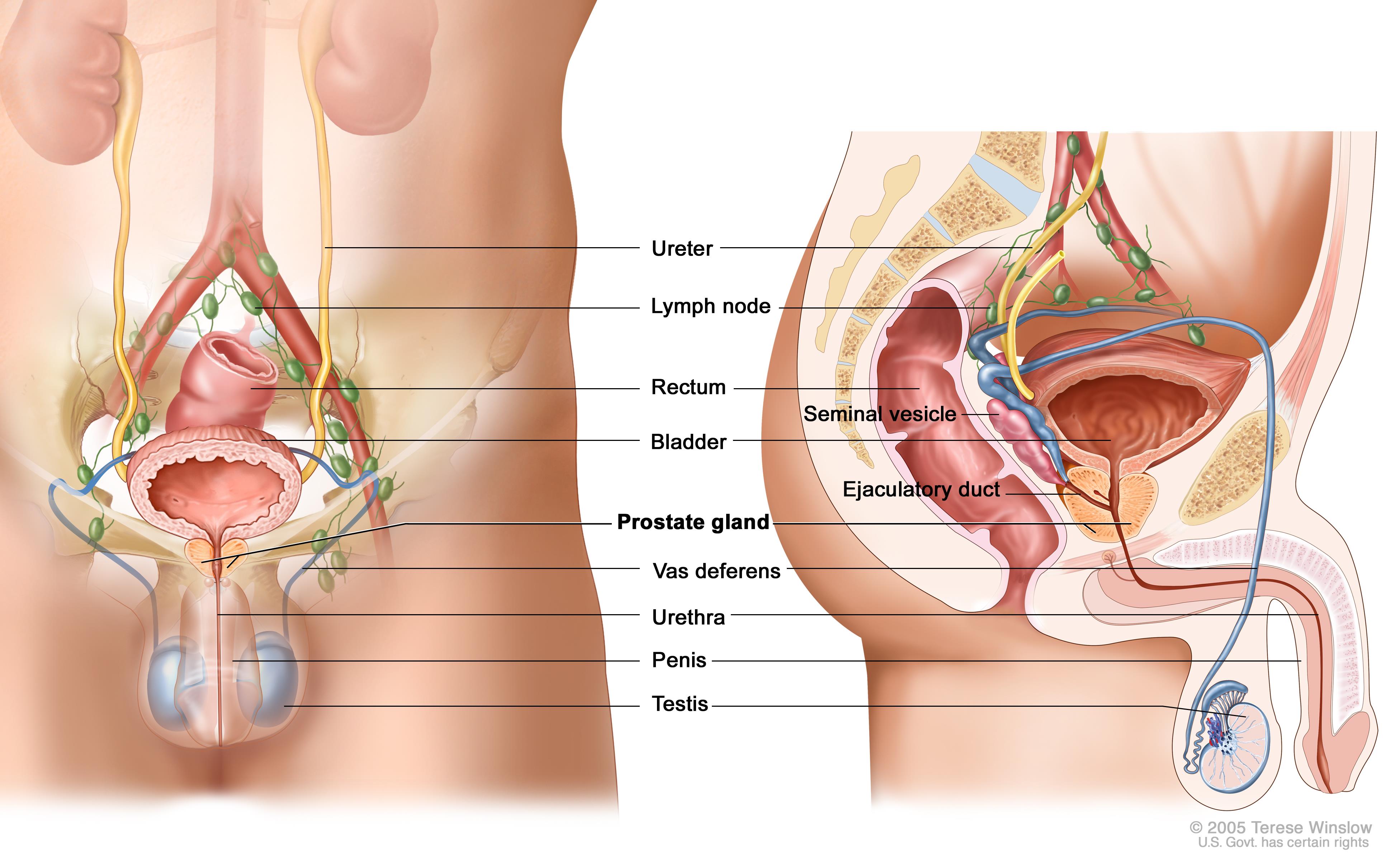 8 steps to prevent prostate cancer