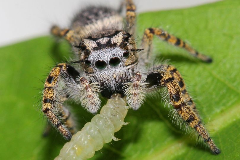 Terrifying amount of prey spiders devour each year revealed for the first time