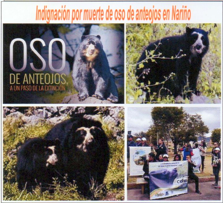  Indignaci&oacute;n por muerte de oso de anteojos en Nari&ntilde;o, Colombia