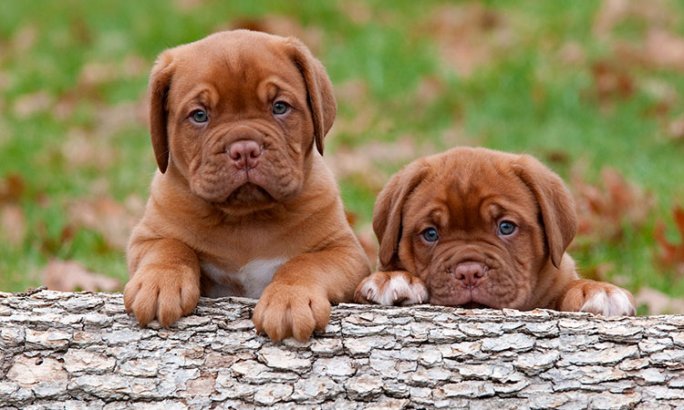 10 fruits & vegetables that are toxic to dogs