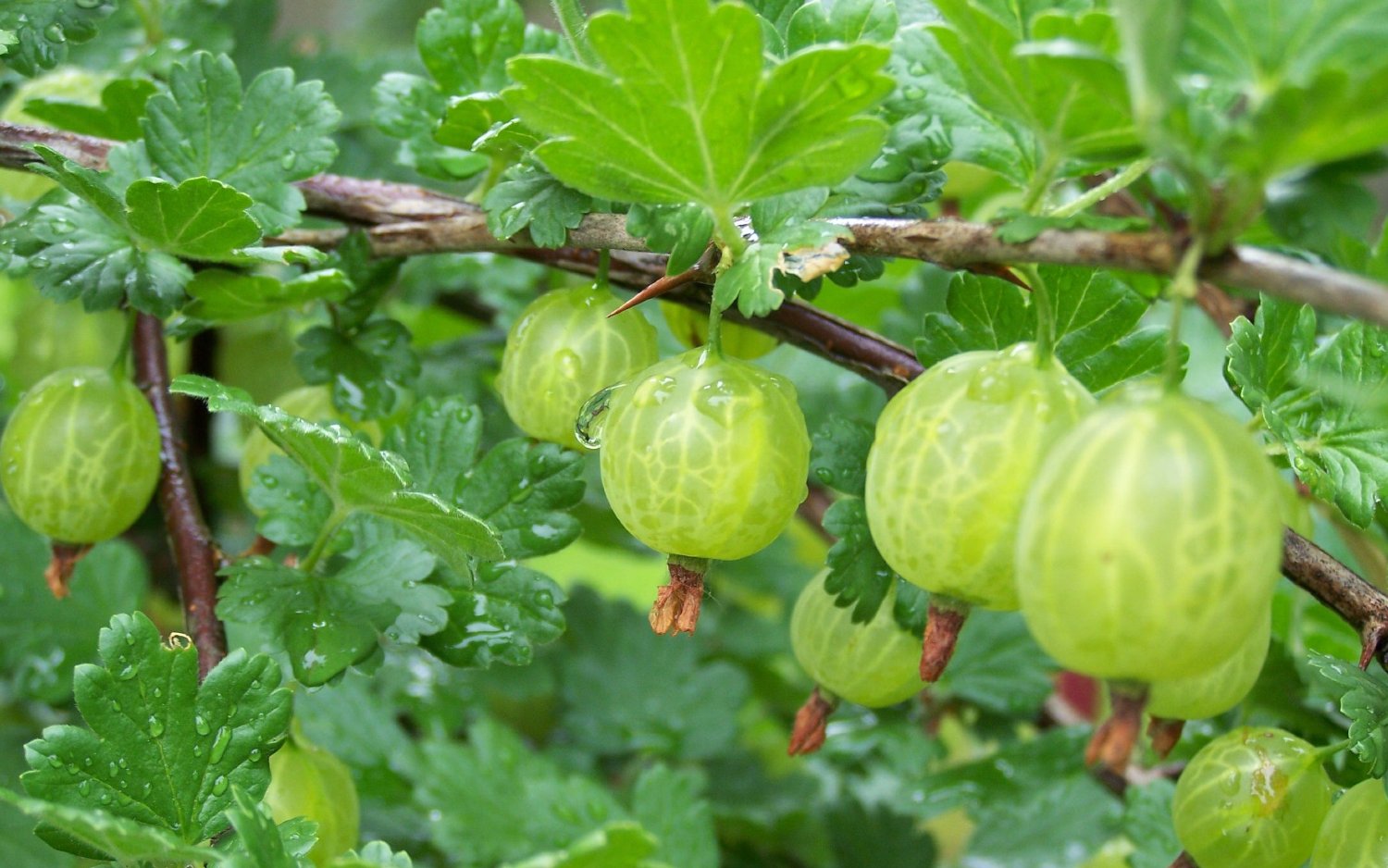 La grosella potente antioxidante, con alto contenido en vitamina C y buena para el h&iacute;gado
