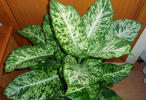 Esta planta en tu hogar puede matar a un ni&ntilde;o en menos de 1 minuto
