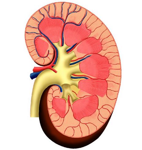 Encuentran soluci&oacute;n para la escasez de donantes de ri&ntilde;ones. El ri&ntilde;&oacute;n bioartificial