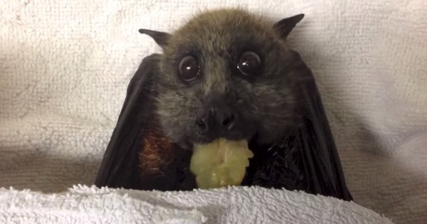 Rescataron a una tierna hembra murci&eacute;lago embarazada 