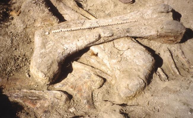 Fue hallado pie de dinosaurio m&aacute;s grande en Estados Unidos
