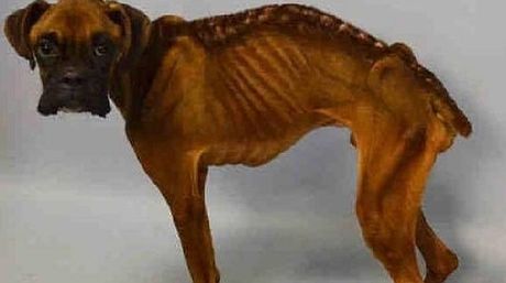 Bewster, el perro esquel&eacute;tico que sobrevivi&oacute; a los maltratos de su due&ntilde;o