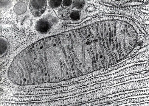 El Secreto del Origen de la Humanidad puede estar en t&uacute; Cuerpo