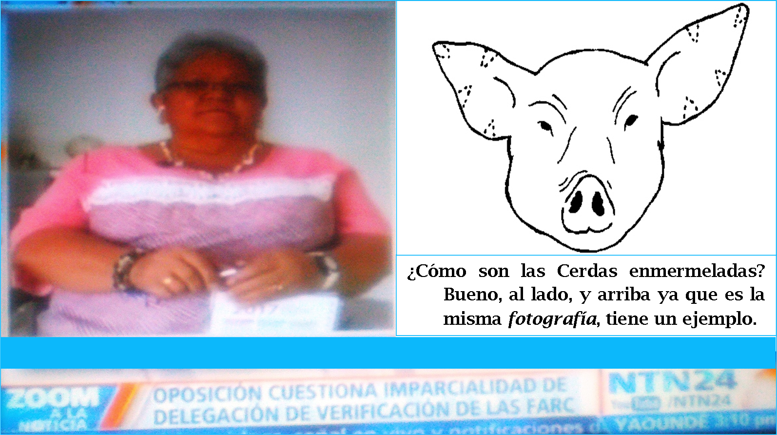 &iquest;C&oacute;mo son los cerdos?  