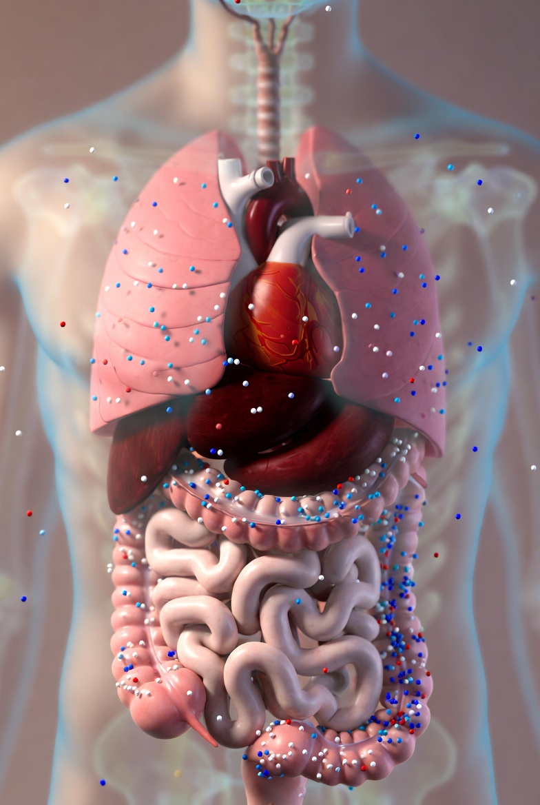  Micropl&aacute;sticos en el cuerpo humano: lo que la ciencia sabe en 2026