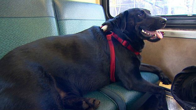 Un perro que toma un bus &iquest;s&oacute;lo? 