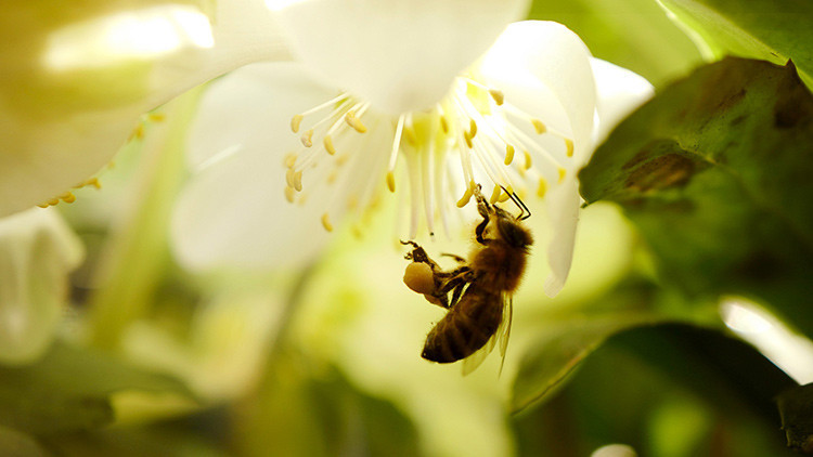 Las abejas se extinguen y nosotros podr&iacute;amos ser los siguientes