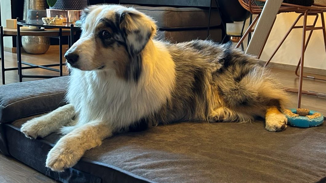 El colch&oacute;n ortop&eacute;dico, elemento clave para la salud de perros y gatos