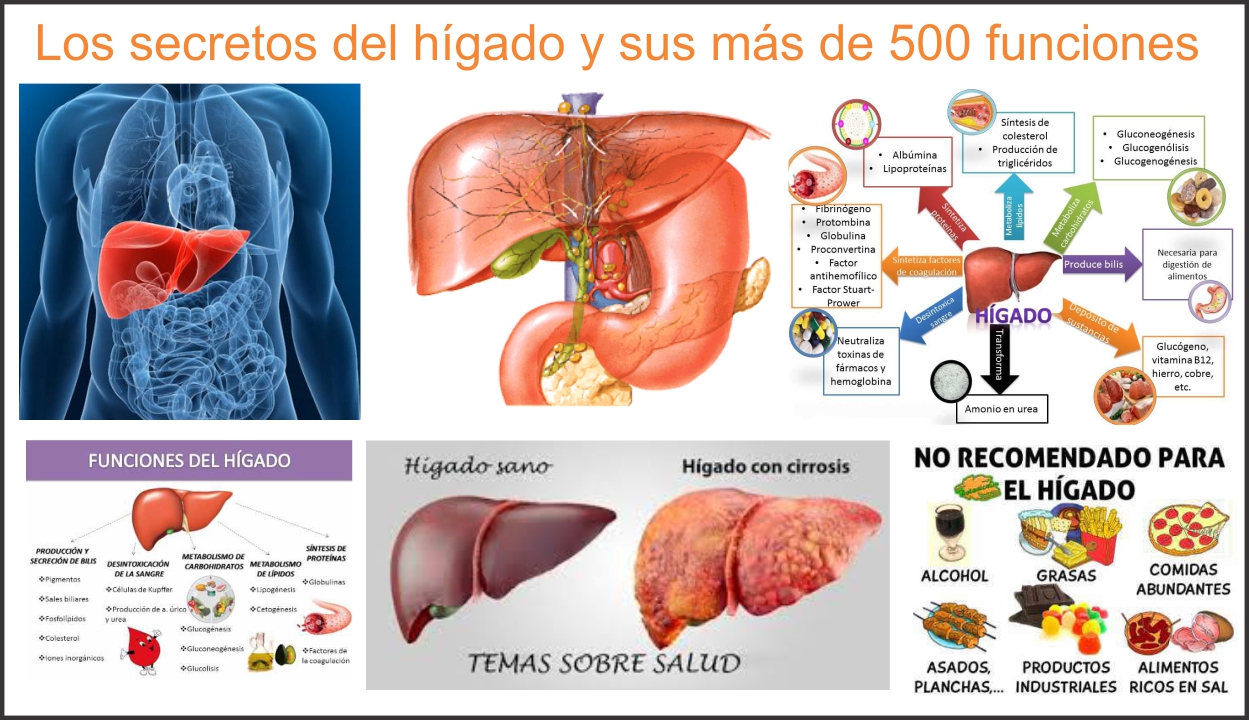 Los secretos del h&iacute;gado y sus m&uacute;ltiples funciones (unas 500)