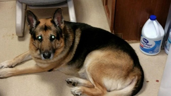 Pol&eacute;mica: Una mujer pidi&oacute; en su testamento que maten a su perro y lo entierren con ella