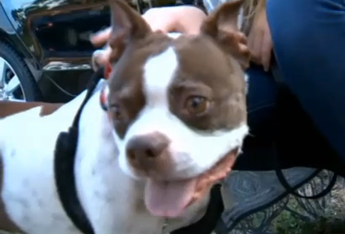 Lost dog reunites with family 7 years after disappearing