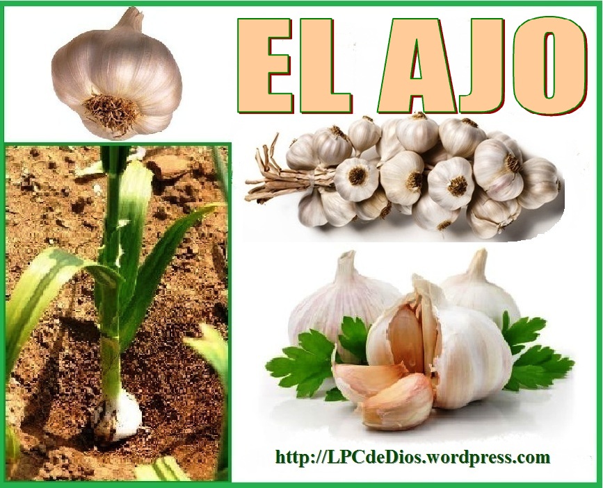  El ajo mata 14 tipos de c&aacute;ncer y 13 tipos de infecci&oacute;n. &iquest;Por qu&eacute; los m&eacute;dicos no lo recetan?