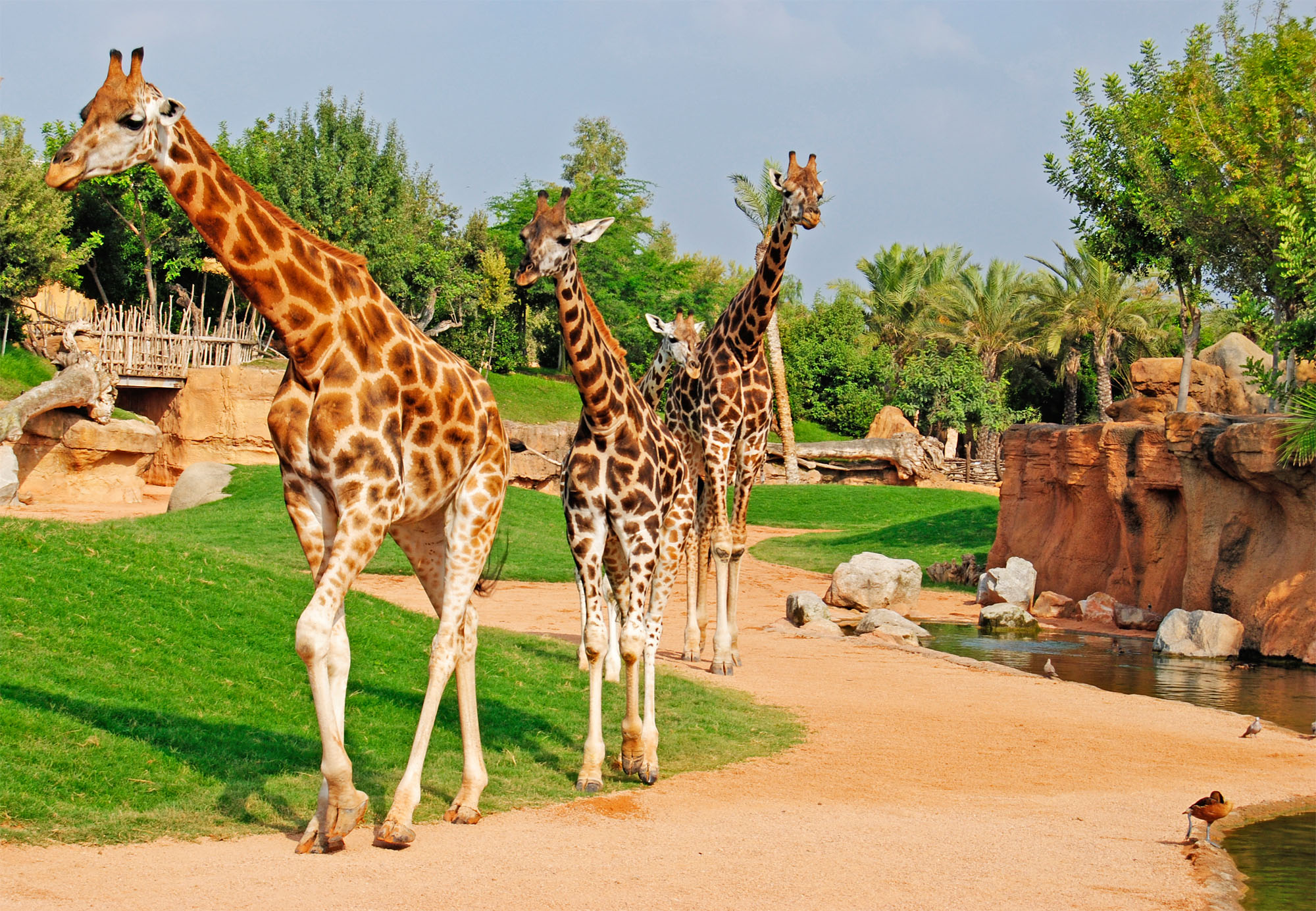 Gran afluencia en el BIOPARC de Valencia