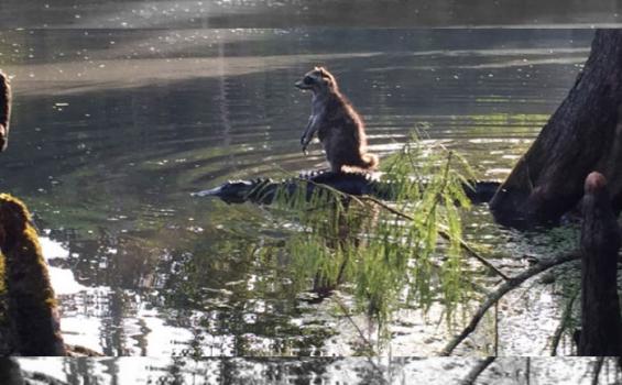 El mapache se subi&oacute; a un cocodrilo para atravesar el r&iacute;o