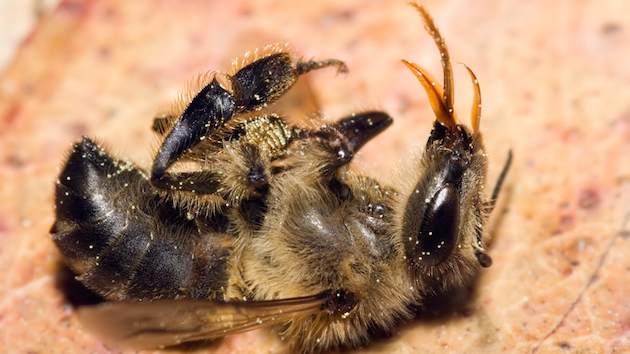 The EPA Finally Admitted That the World   s Most Popular Pesticide Kills Bees
