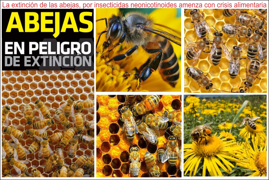  Cient&iacute;fico colombiano alerta de crisis alimentaria por desaparici&oacute;n de abejas