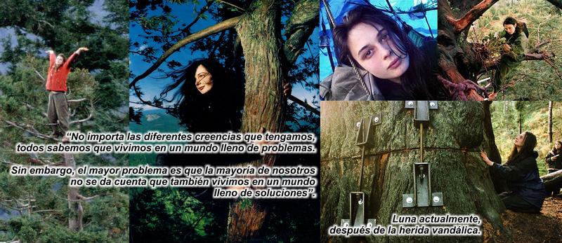 DAVID CONTRA GOLIATH! LA LUCHA DE UNA MUJER SALVA UN BOSQUE MILENARIO