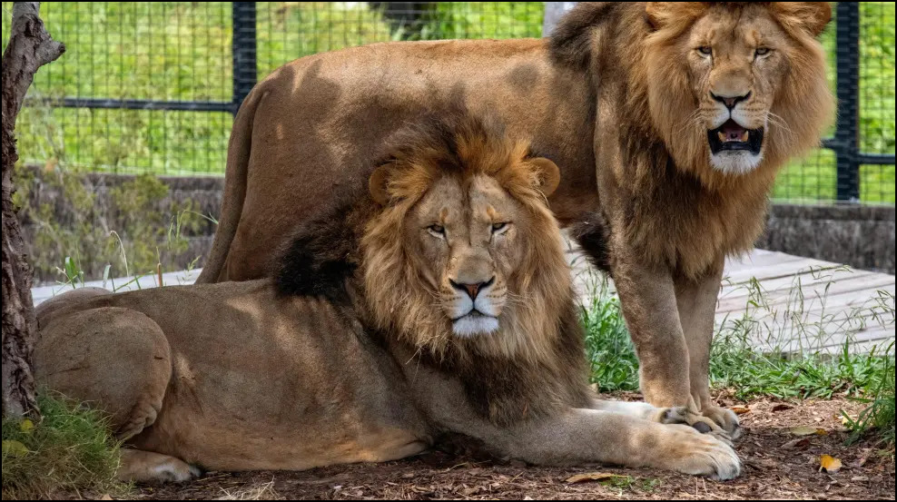  Dos leones huyeron de un zool&oacute;gico
