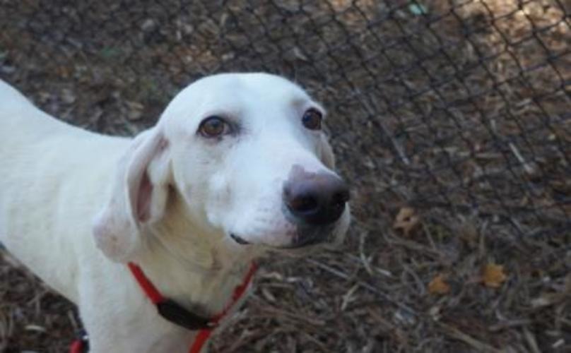 Escape Artist Dog Returned To Shelter 11 Times, So They Decided To Adopt Him Themselves