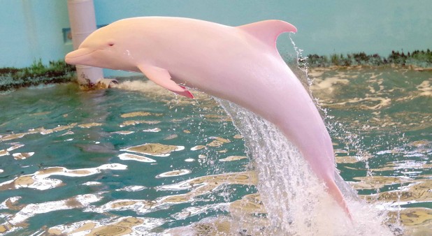 El raro delf&iacute;n albino que cambia de color cuando est&aacute; triste o enfadado