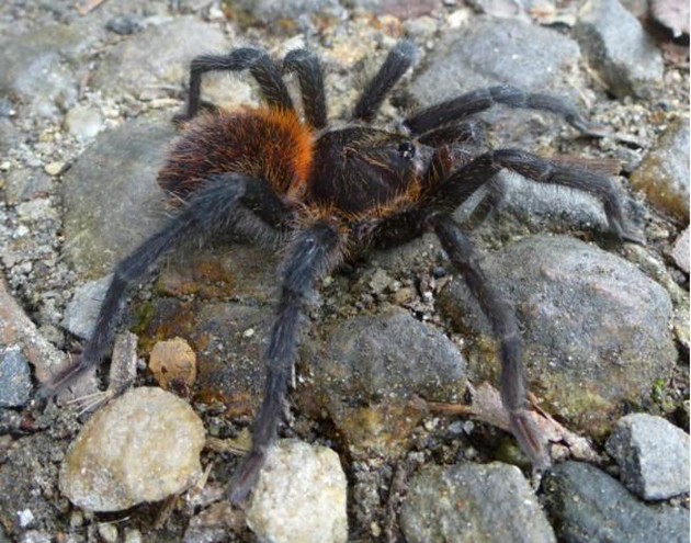 &iexcl;De terror! Descubren una nueva especie de tar&aacute;ntula venenosa en Colombia