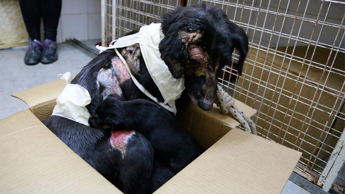 Lina: la perrita que sigui&oacute; amamantando a sus cachorros aunque le ahuyentaran con aceite caliente 
