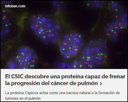 Capicua, la llave para frenar la progresi&oacute;n del c&aacute;ncer de pulm&oacute;n