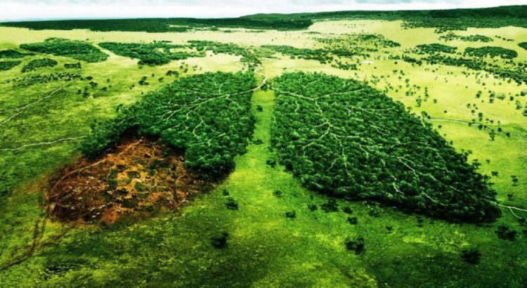 Detener la p&eacute;rdida de biodiversidad o enfrentar nuestra propia extinci&oacute;n, advierte la ONU