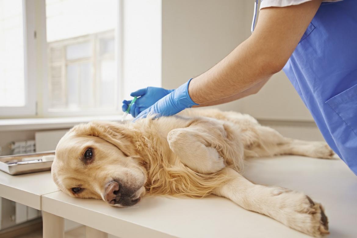 La triste realidad de dormir a tu mascota, revelada por los veterinarios