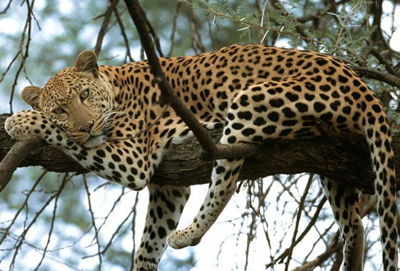 Salvemos a los jaguares de Mallama, Nari&ntilde;o, Colombia