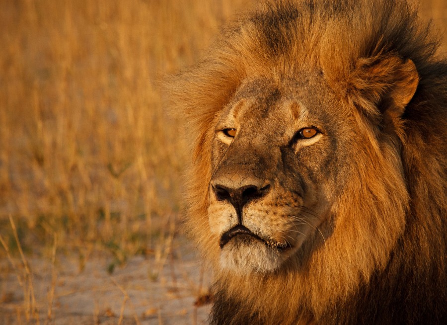 La muerte del le&oacute;n que despert&oacute; la indignaci&oacute;n en el mundo