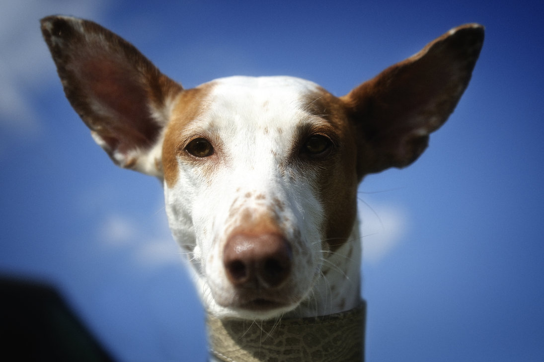 Ni&ntilde;a de 2 a&ntilde;os fue hallada gracias a los ladridos de su perro quien la cuid&oacute; y abrig&oacute; hasta el final
