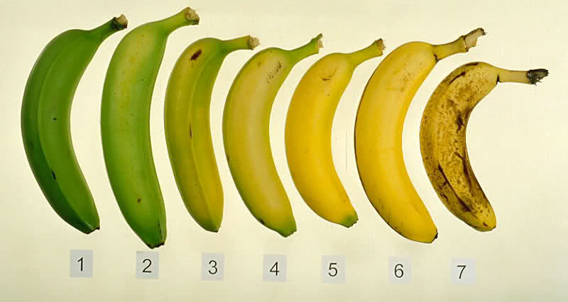 Sabes Cu&aacute;l De Estas 7 Bananas Es la Mejor Para Tu Salud
