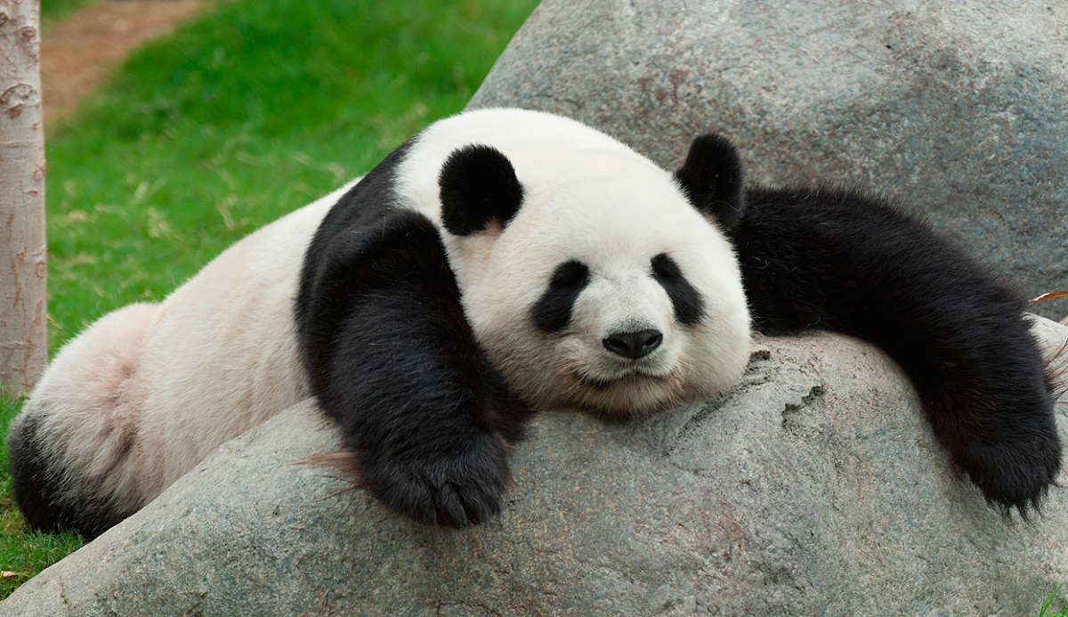 Cosas fascinantes que no sab&iacute;as sobre los osos pandas