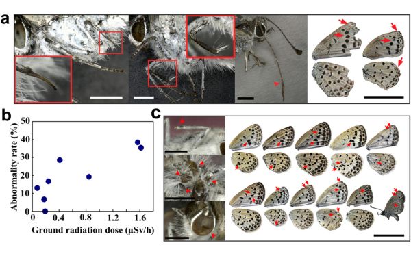 Hallan mutaciones en mariposas por radiaci&oacute;n en Fukushima
