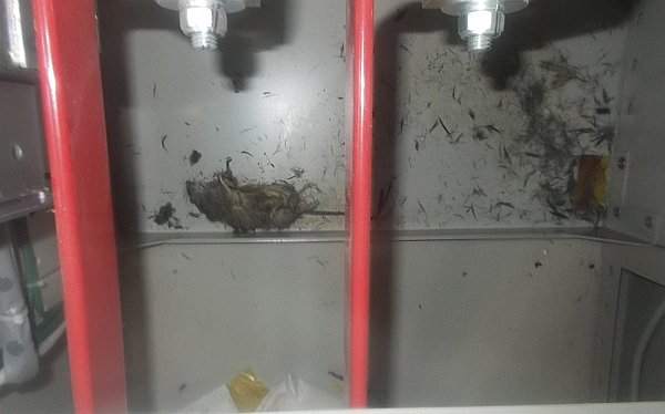 Una rata fue la culpable de una fuga de energ&iacute;a en Fukushima